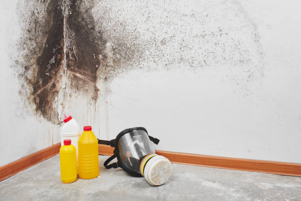 Best Fast Mold Removal  in Highlands, NJ