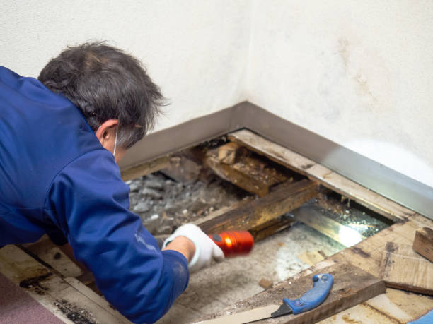 Best Fast Mold Removal  in Highlands, NJ