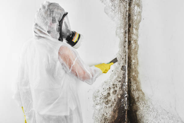 Trusted Highlands, NJ Mold Removal Experts