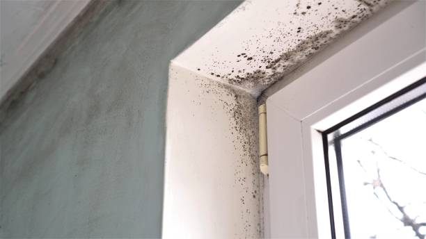Best Black Mold Removal  in Highlands, NJ
