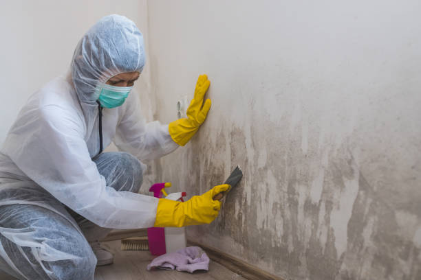 Best Residential Mold Removal  in Highlands, NJ