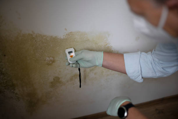 Certified Mold Removal in Highlands, NJ
