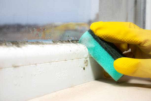 Best Commercial Mold Removal  in Highlands, NJ