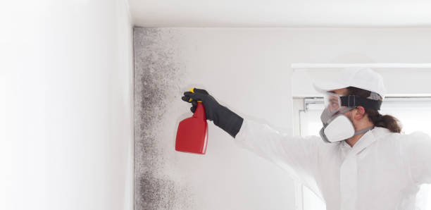 Best Toxic Mold Removal  in Highlands, NJ